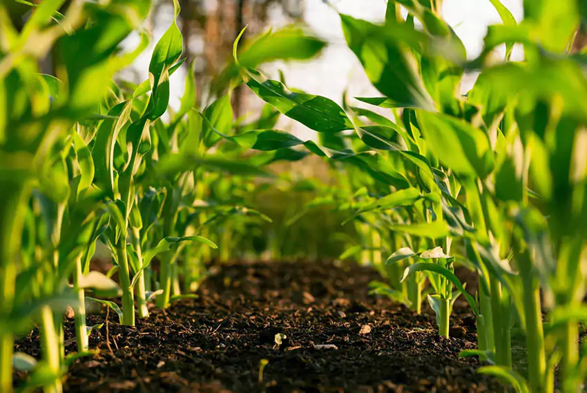 agriculture-startup