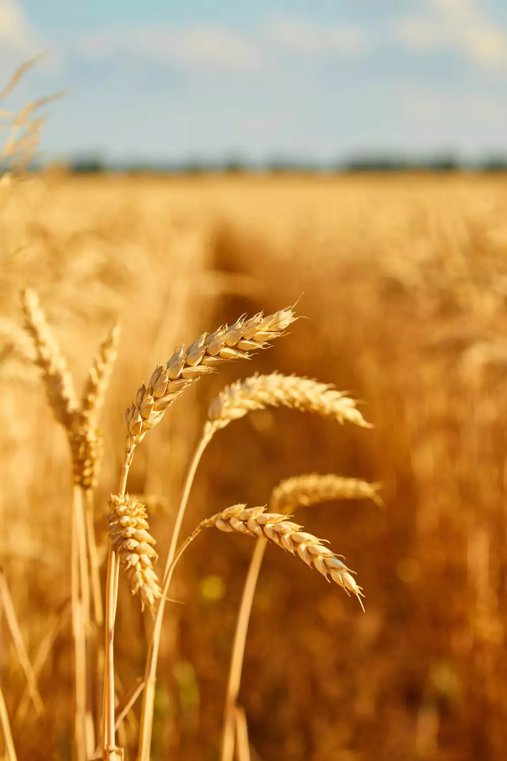 agriculture-banner